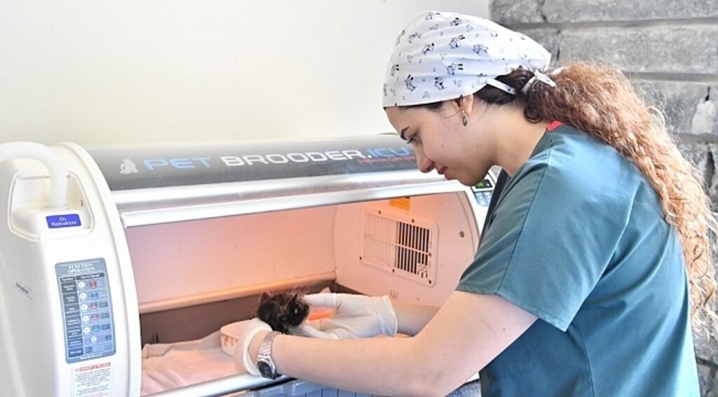 samsun haber - Samsun'da 360 kedi ve köpek tedavi edildi