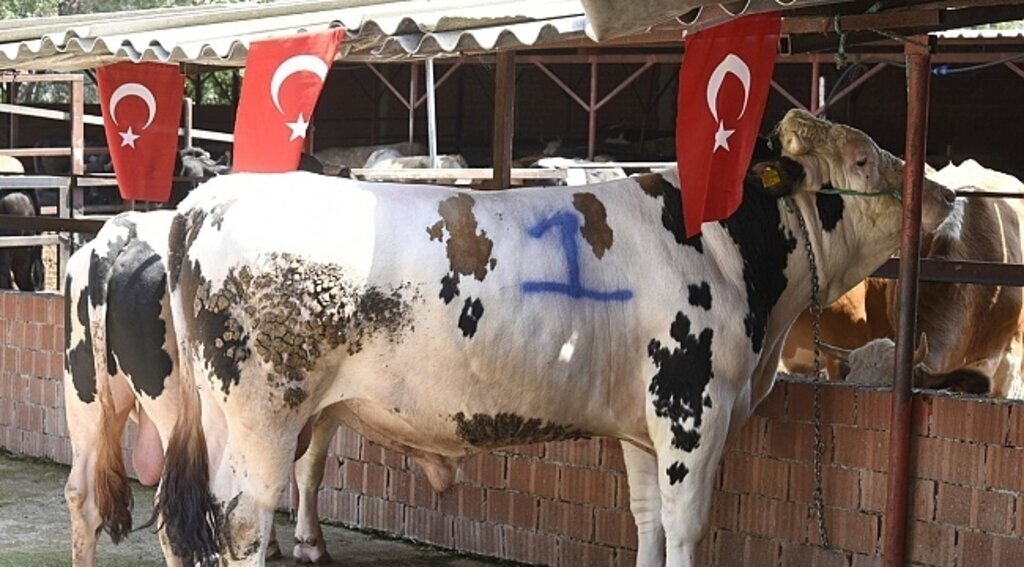 samsun haber - Tekkeköy'de her şehit için bir kurban kesilecek