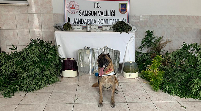 samsun haber - Samsun'da dev uyuşturucu operasyonu