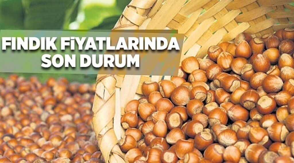 Güncel fındık fiyatları