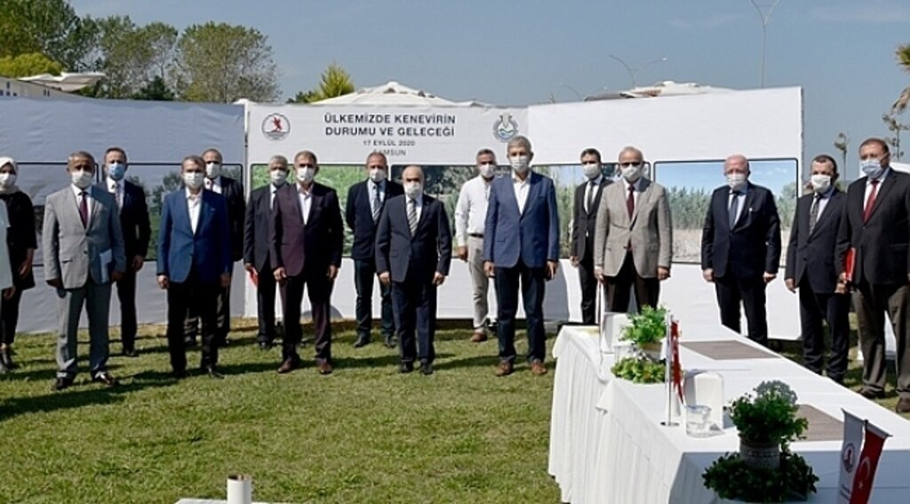 Samsun'da kenevir çalışmaları devam ediyor