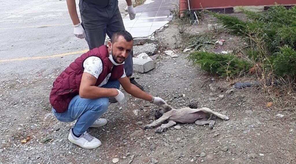 Ölüme terk edilen köpeğin imdadına İlkadım Belediyesi yetişti