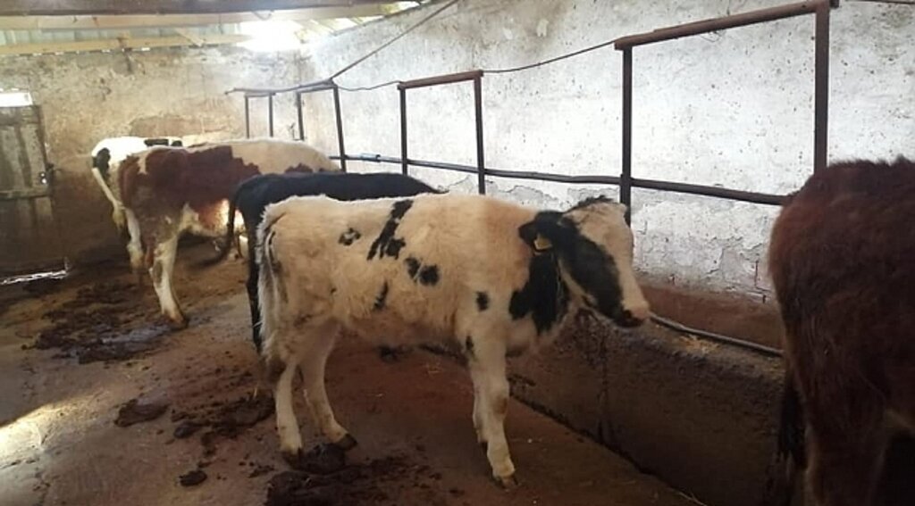 Samsun'da hayvan pazarlarının açılacağı tarih belli oldu