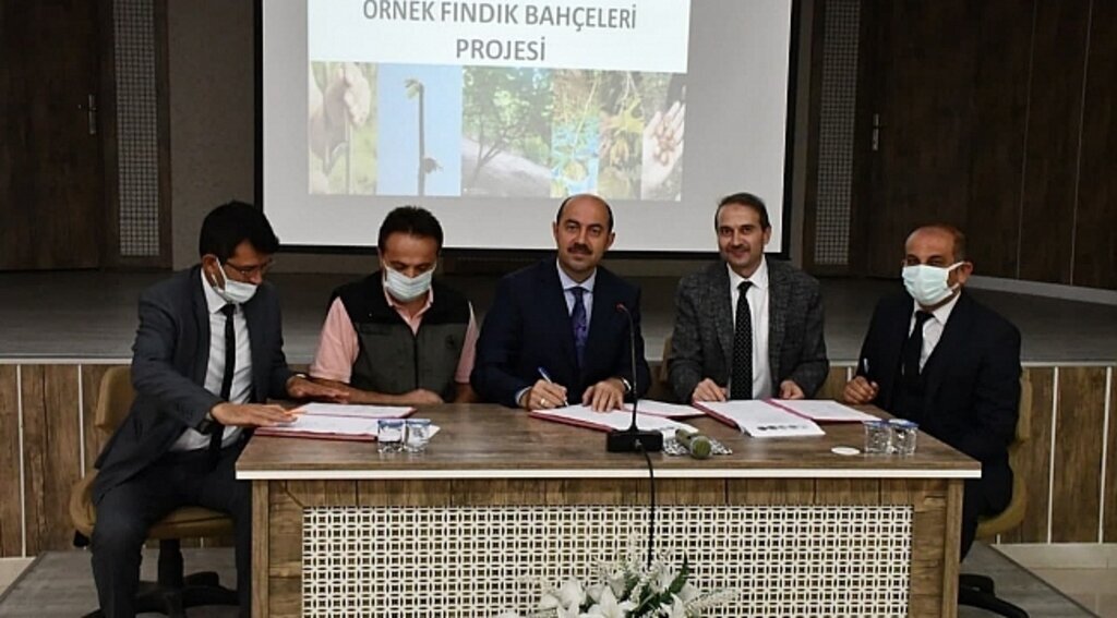 Terme'ye Örnek fındık bahçeleri kuruluyor
