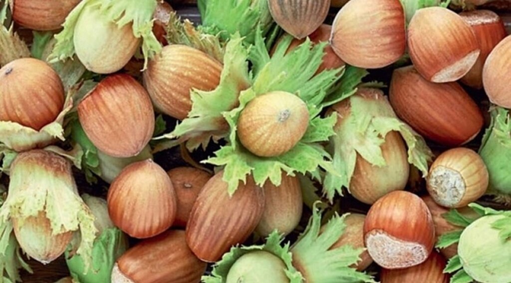 Fındık ihracatı rekor kırdı