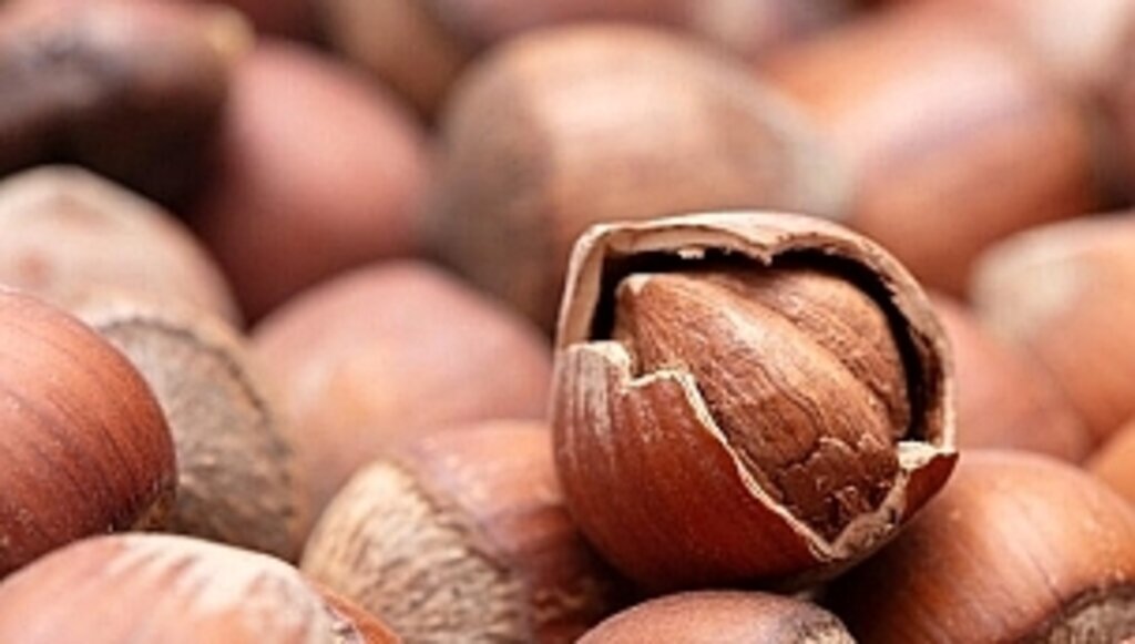 23 Şubat güncel fındık fiyatları