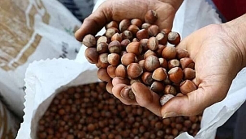 25 Şubat güncel fındık fiyatları