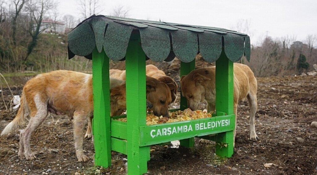Çarşamba'da yemek artıkları sokak canlarına mama oluyor