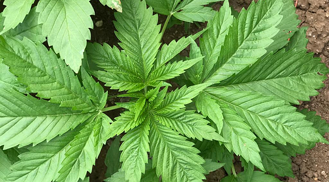 Samsun'da kenevir üretim izni müracaatları başladı