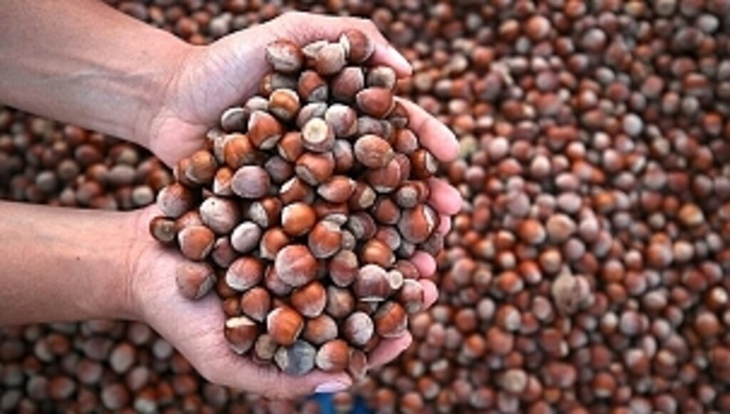 12 Mart güncel fındık fiyatları