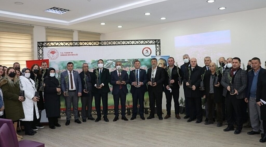 Samsun'da zeytin yetiştiriciliğine teşvik