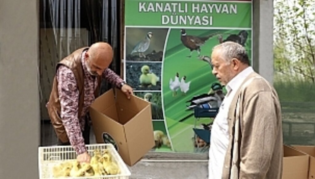 Çarşamba Belediye ilk kazları sahibine teslim etti