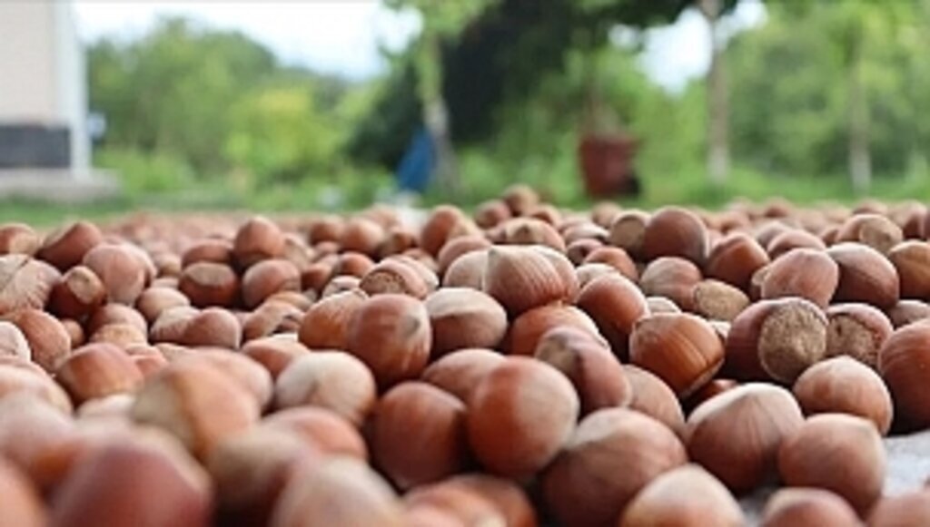 24 Haziran güncel fındık fiyatları