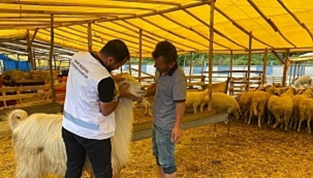 CANİK HAYVAN PAZARINDA DENETİMLER SÜRÜYOR