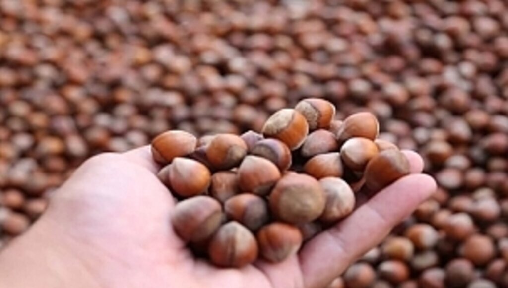 30 Ağustos güncel fındık fiyatları