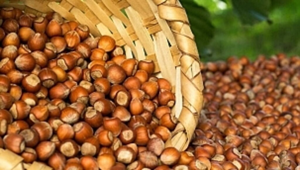 9 Ağustos güncel fındık fiyatları