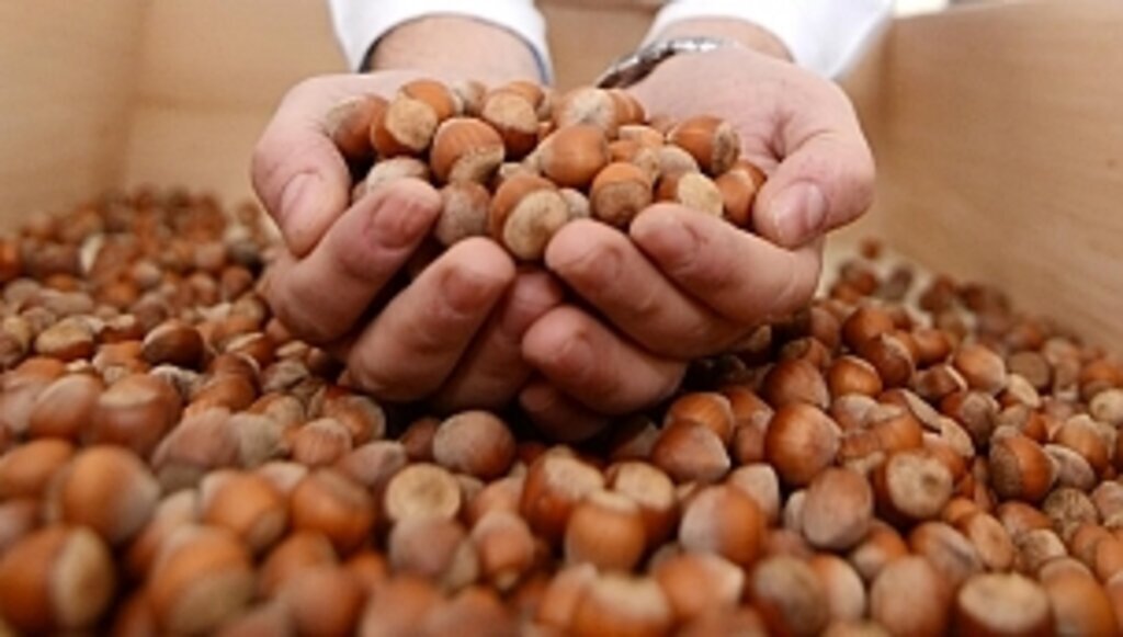 13 Eylül güncel fındık fiyatları