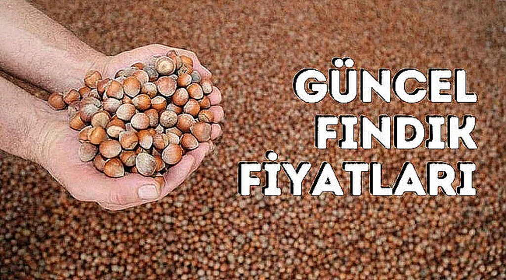 Güncel fındık fiyatları