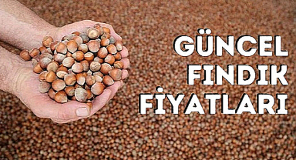 Güncel fındık fiyatları