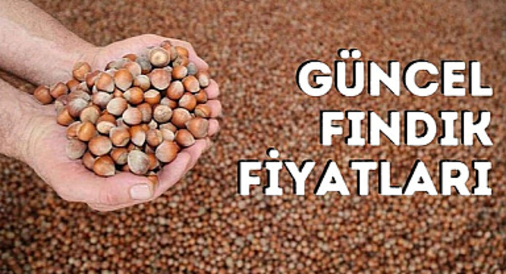 Güncel fındık fiyatları