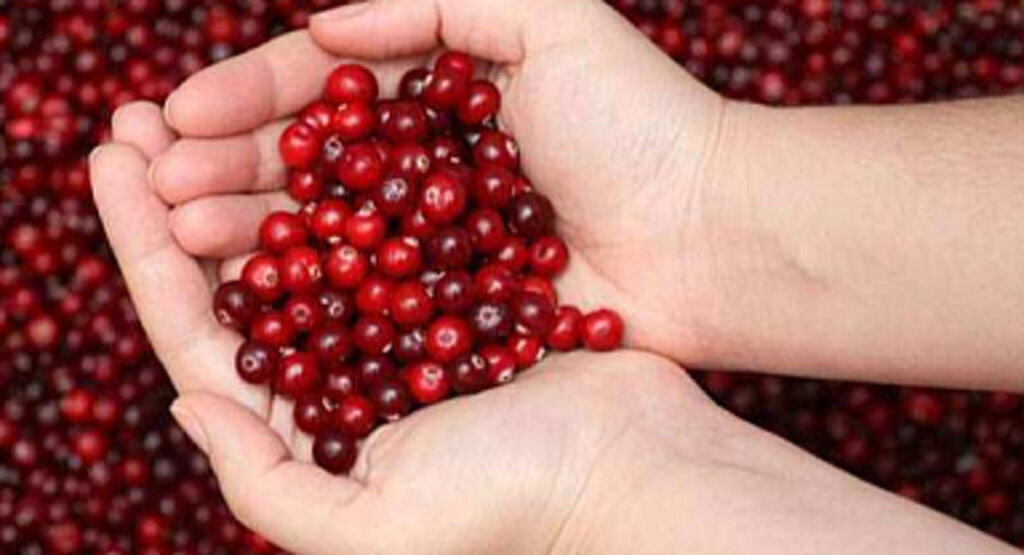 Kızılcık kanser hücrelerini yok ediyor