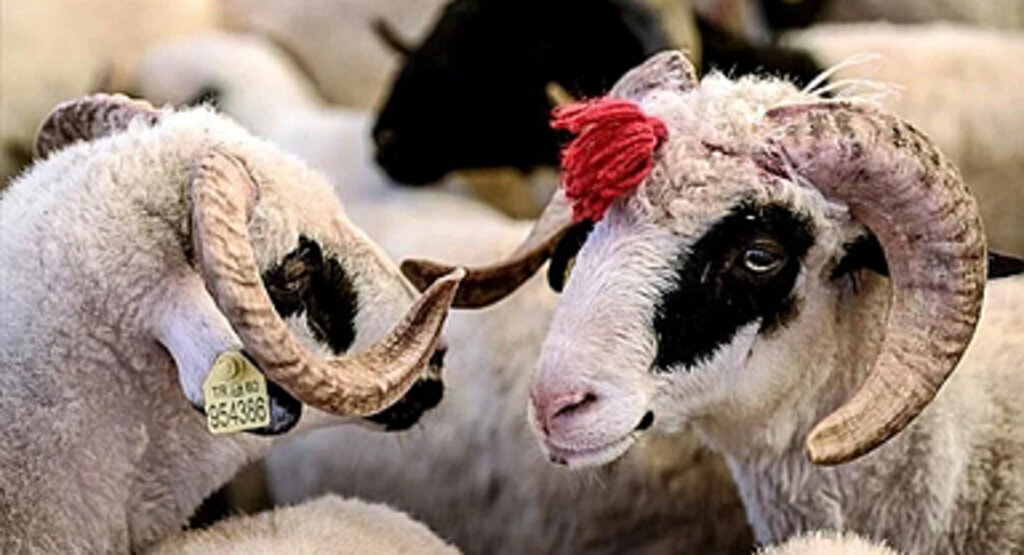 Kurban Bayramı Ne Zaman?