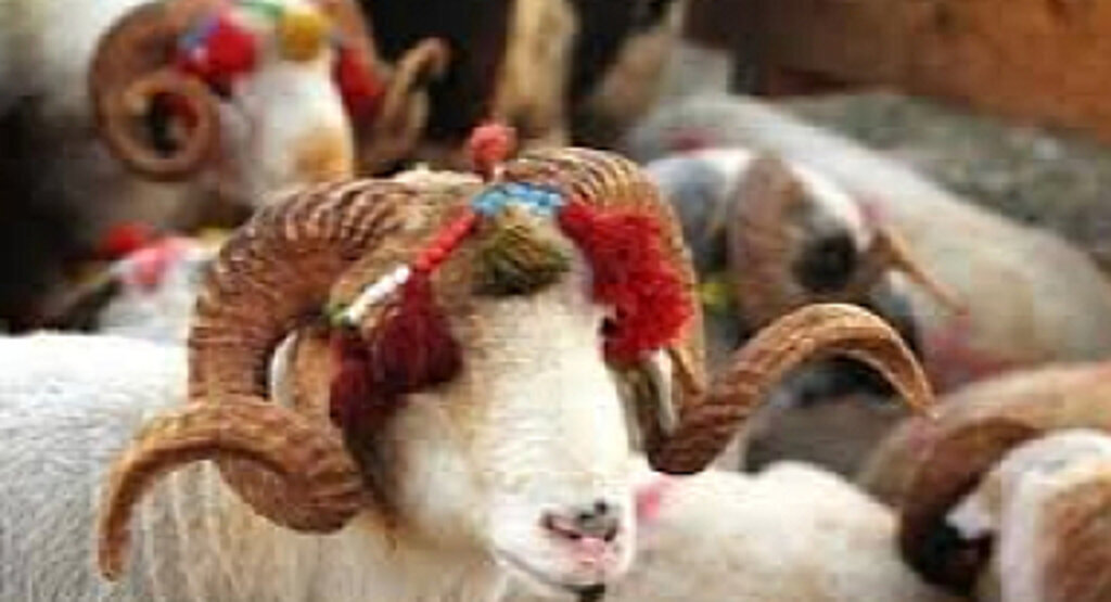 Kurban bayramı ne zaman? Kurban Bayramı hangi ay?