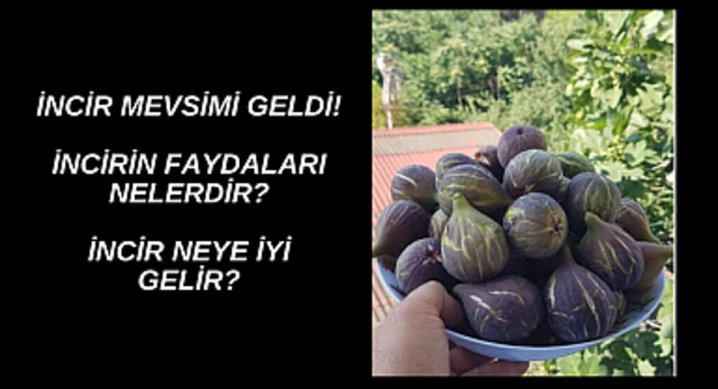 İncir mevsimi geldi! İncirin Faydaları Nelerdir? İncir Neye iyi Gelir?