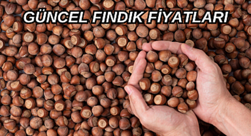 13 Ocak Fındık fiyatları ne kadar oldu? Serbest piyasada güncel fındık fiyatı