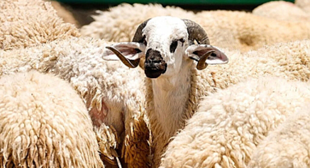 Kurban Bayramı Tatili Uzatılmadı: Kamuda Mesai 10 Haziran'da Başlayacak