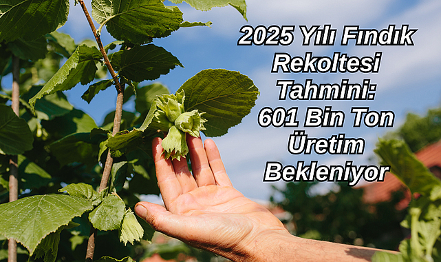 2025 Yılı Fındık Rekoltesi Tahmini: 601 Bin Ton Üretim Bekleniyor
