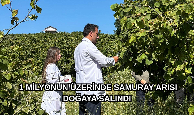 1 MİLYONUN ÜZERİNDE SAMURAY ARISI DOĞAYA SALINDI