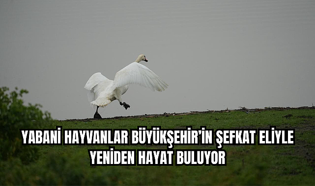 YABANİ HAYVANLAR BÜYÜKŞEHİR’İN ŞEFKAT ELİYLE YENİDEN HAYAT BULUYOR - samsunkulishaber.com