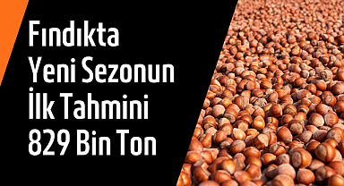 Fındıkta Yeni Sezonun İlk Tahmini 829 Bin Ton