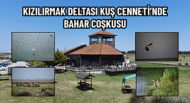 KIZILIRMAK DELTASI KUŞ CENNETİ’NDE BAHAR COŞKUSU