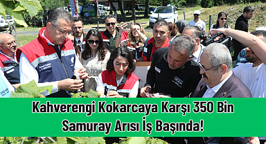 Kahverengi Kokarcaya Karşı 350 Bin Samuray Arısı İş Başında!