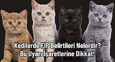 Kedilerde FIP Belirtileri Nelerdir? Bu Uyarı İşaretlerine Dikkat!