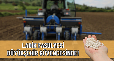 LADİK FASULYESİ BÜYÜKŞEHİR GÜVENCESİNDE!