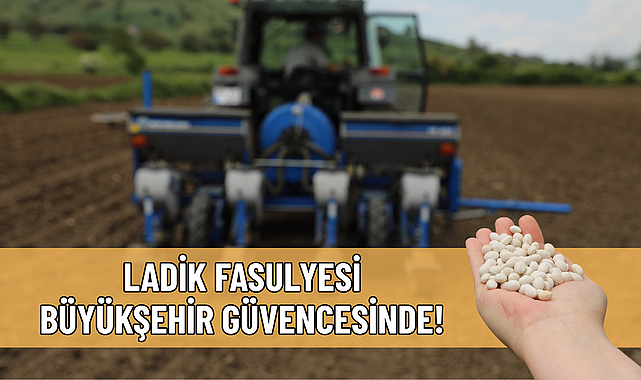 LADİK FASULYESİ BÜYÜKŞEHİR GÜVENCESİNDE!