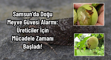 Samsun'da Doğu Meyve Güvesi Alarmı: Üreticiler İçin Mücadele Zamanı Başladı!