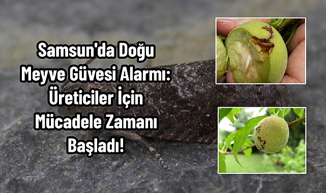 Samsun'da Doğu Meyve Güvesi Alarmı: Üreticiler İçin Mücadele Zamanı Başladı!