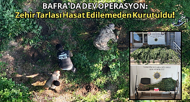 BAFRA’DA DEV OPERASYON: Zehir Tarlası Hasat Edilemeden Kurutuldu!
