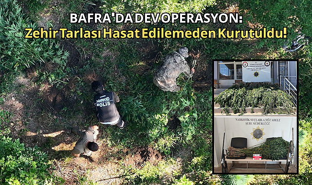 BAFRA’DA DEV OPERASYON: Zehir Tarlası Hasat Edilemeden Kurutuldu!