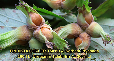 FINDIKTA GÖZLER TMO’DA: Serbest Piyasada 160 TL, Üreticinin Talebi En Az 300 TL!