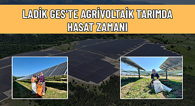 LADİK GES'TE AGRİVOLTAİK TARIMDA HASAT ZAMANI