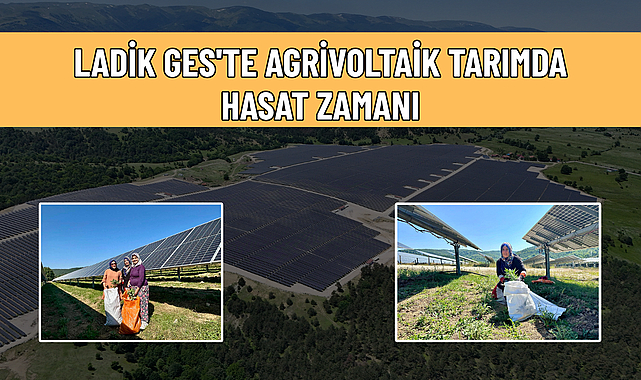 LADİK GES'TE AGRİVOLTAİK TARIMDA HASAT ZAMANI