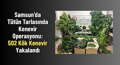 Samsun'da Tütün Tarlasında Kenevir Operasyonu: 502 Kök Kenevir Yakalandı