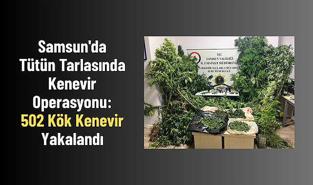 Samsun'da Tütün Tarlasında Kenevir Operasyonu: 502 Kök Kenevir Yakalandı