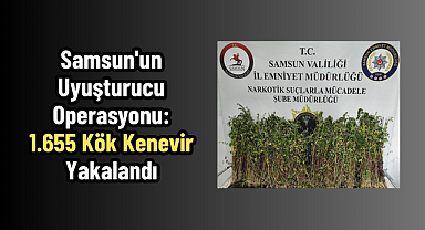 Samsun'un Uyuşturucu Operasyonu: 1.655 Kök Kenevir Yakalandı