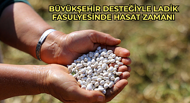 Büyükşehir Desteğiyle Ladik Fasulyesinde Hasat Zamanı: Satın Alma Garantisi Çiftçinin Yüzünü Güldürdü